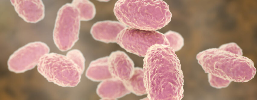 Gram negative Bordetella pertussis
